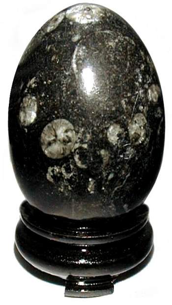 Orthoceras Fossil Egg